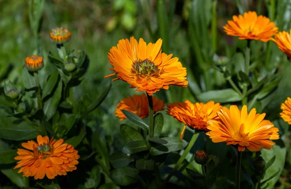 Calendula Blüht Einem Sonnigen Sommertag — Stockfoto