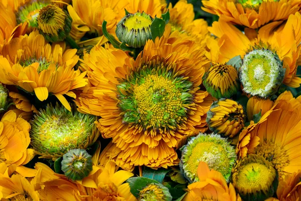 Calendula Blüht Einem Sonnigen Sommertag — Stockfoto