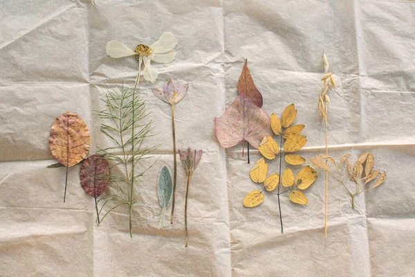 Dry flowers and leaves on craft paper.