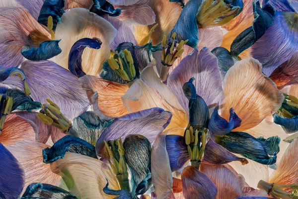 Pétalas de tulipa multicoloridas no fundo branco. Composições de flores criativas. — Fotografia de Stock
