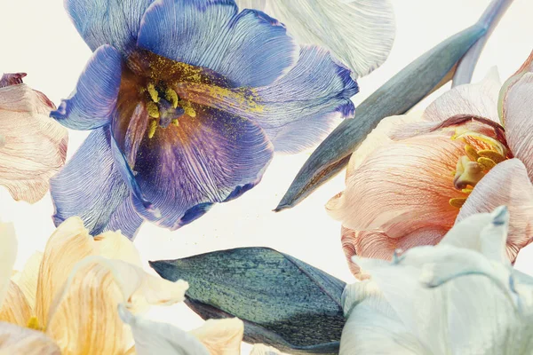Різнокольорові тюльпанові пелюстки на білому тлі. Творчі квіти композиції . — стокове фото
