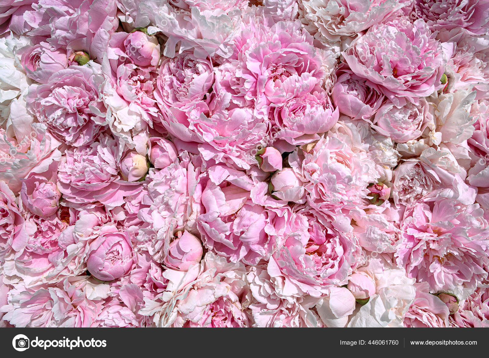 Flores de flor completa fotos de stock, imágenes de Flores de flor completa sin royalties | Depositphotos Flores de flor completa fotos de stock, imágenes de Flores de flor completa sin royalties | Depositphotos
