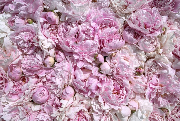 艳丽鲜嫩蓬松的粉红牡丹花朵盛开. — 图库照片