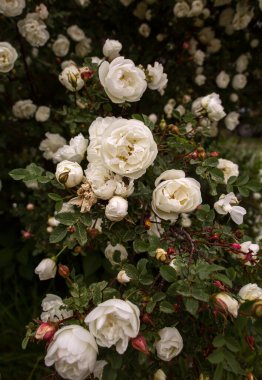 Yaz bahçesinde beyaz güller. Beyaz gül tomurcukları çalıların üzerinde çiçek açıyor.