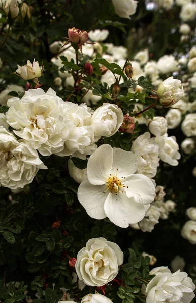 White roses in the summer garden. Buds of white roses blossoming on a bush — Stock Photo, Image