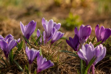 Bahçede güzel mor timsahlar olan bahar arkaplanı. 