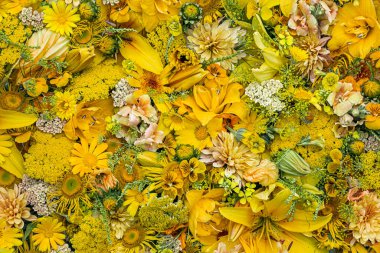 Sarı Çiçek Arkaplanı. Bahçe çiçekleriyle kompozisyon.