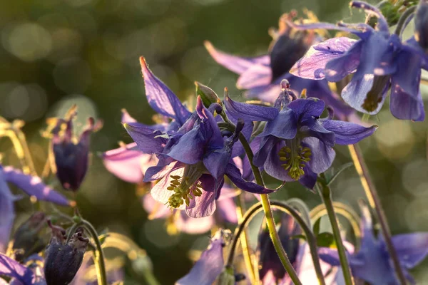 Aquilegia Blume blüht im Garten — Stockfoto