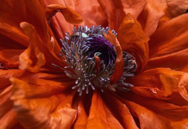 Portakallı gelincik çiçeğine yakın çekim