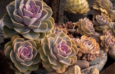 Echeveria imbricata Sulu bitkiler doğrudan yukarıdan çekilir