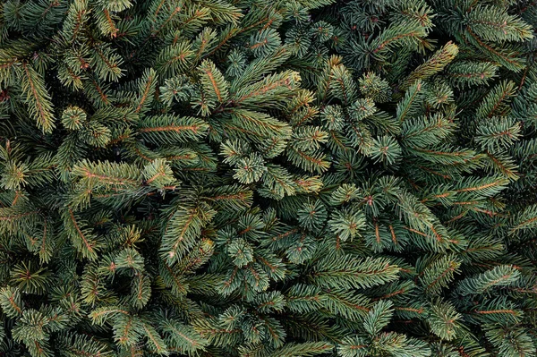 Jasne New Years zielone gałęzie choinki na tle drewnianej deski ze szwami. minimalistyczny wzór na temat nowego roku — Zdjęcie stockowe