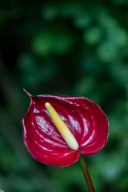 Kırmızı calla lily