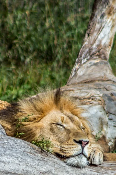 Nap Time — Stock Photo, Image