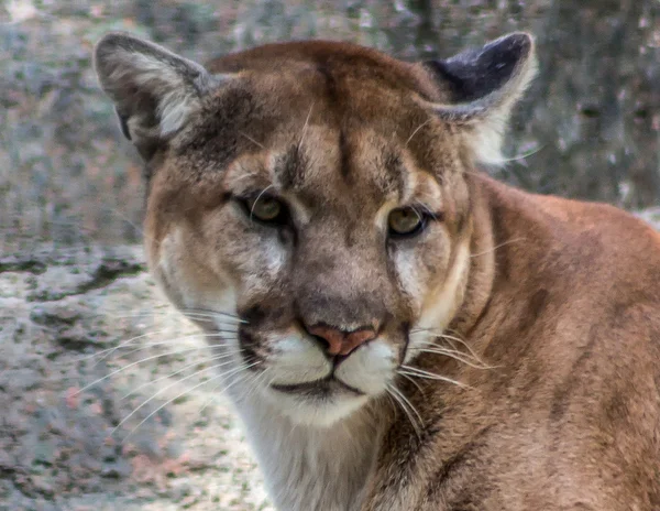Cougar Stare Royalty Free Stock Images