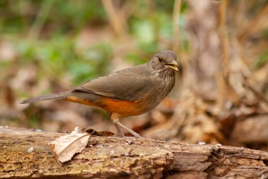 Kırmızı Thrush ya da Rufous-Belled Trush - Turdus Rufiventris - yiyecek arayan bir dalda. Arjantin.