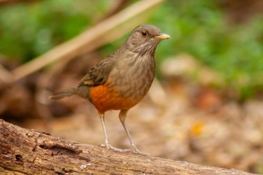 Kırmızı Thrush ya da Rufous-Belled Trush - Turdus Rufiventris - yiyecek arayan bir dalda. Arjantin.