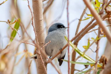 Yemek için böcek aradıktan sonra bir dala tüneyen maskeli güzel erkek sinek avcısı. Arjantin.