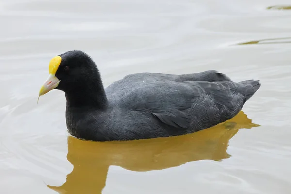 Coot Alado Blanco Fulica Leucoptera Nadando Lago Buenos Aires Argentina —  Fotos de Stock