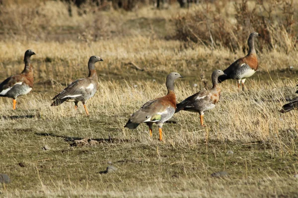 Cauquen Real Goose Family Ducks Can Seen Grasslands Lakes Throughout — Stock Photo, Image