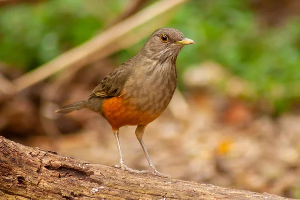 Kırmızı Thrush ya da Rufous-Belled Trush - Turdus Rufiventris - yiyecek arayan bir dalda. Arjantin.