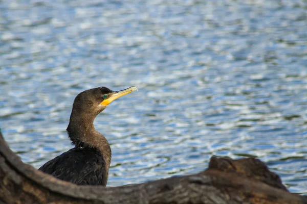 Bigua Neotropical Cormorant Phalacocorax Brasilianus Сидели Ветке Прежде Вернуться Воде — стоковое фото