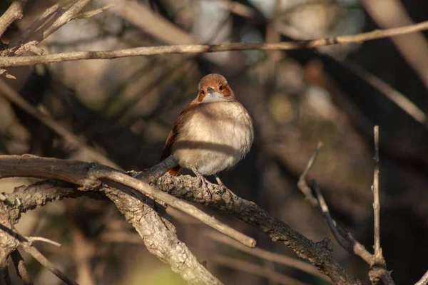 Rufous Hornero Furnarius Rufus Perched Fence Post Blurred Background Buenos — Stock Photo, Image