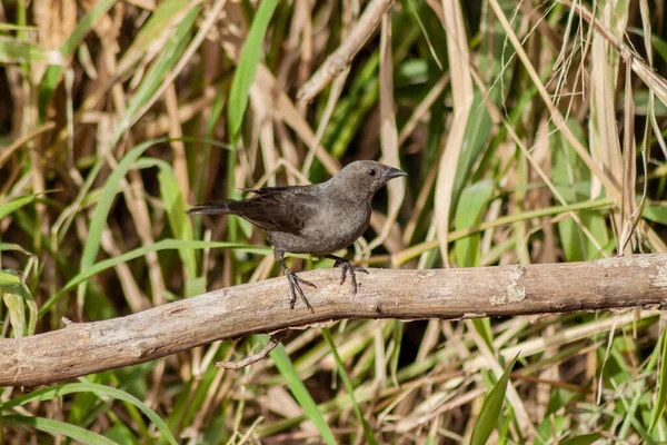 Cowbird Fêmea Brilhante Molothus Bonaerensis Ramo Aves Típicas Dos Ambientes — Fotografia de Stock