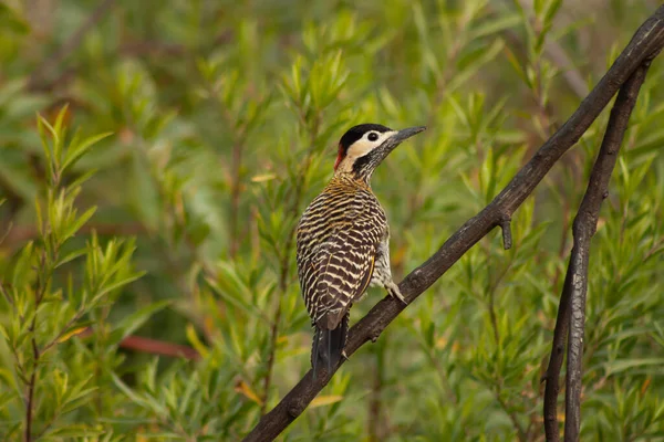 Colaptes Melanolaimus Woodpecker Perching Trunk Green Background — Stock Photo, Image