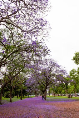 Kasım ayı boyunca Buenos Aires 'te Jacaranda ağacının leylak çiçekleri ile kaplı yol.