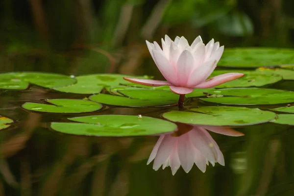 Beautiful water lily flower with its round leaves in a pond. The beautiful reflections of the flower in the water are also observed.