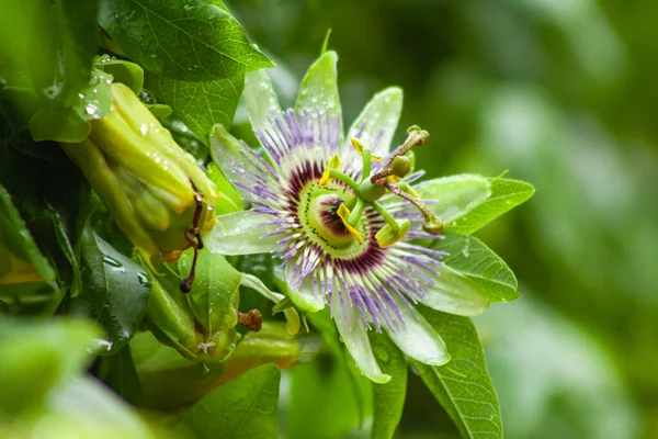 Flor Pasiflora Passiflora Cuyo Fruto Mburucuya — Foto de Stock