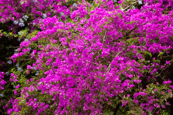 Hermoso Árbol Glicina Flor Exuberante Cantidad Flores Lila — Foto de Stock