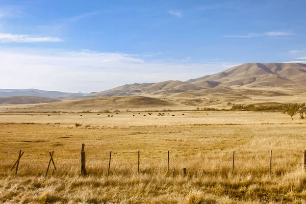 Neuquen, Arjantin 'de, And Dağları yakınlarındaki Patagonya bozkırı..