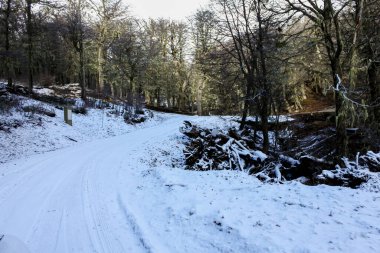 Patagonya 'daki orman boyunca karla kaplı dağ yolu..