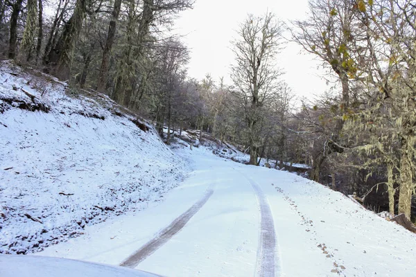 Patagonya 'daki orman boyunca karla kaplı dağ yolu..