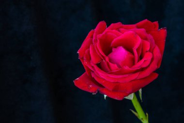 Siyah arka planda kırmızı gül. Sevgililer Günü kavramı, hediye, romantizm. Yazmak için alanı olan