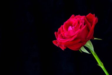 Siyah arka planda kırmızı gül. Sevgililer Günü kavramı, hediye, romantizm. Yazmak için alanı olan