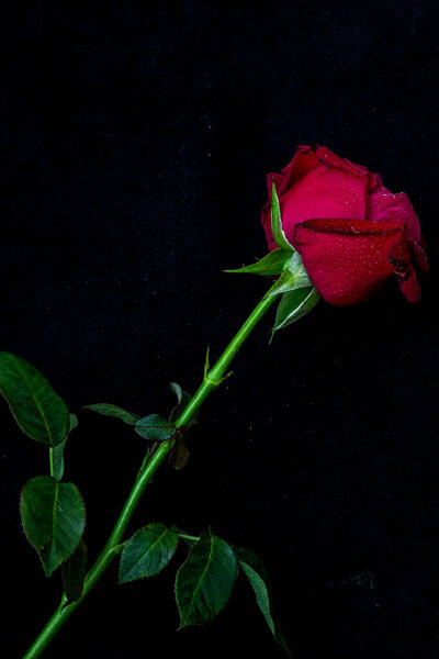 Red rose with drops on black background. Concept Valentine, gift, romance. With space for writing