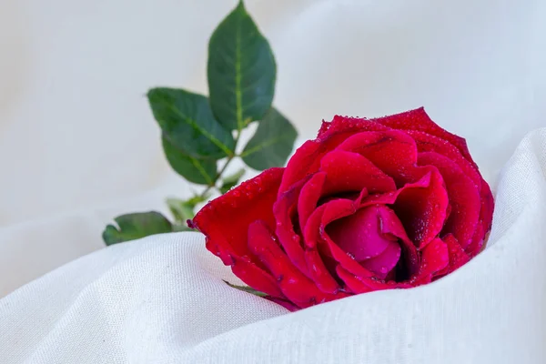 Червона Троянда Краплями Води Спирається Натуральну Лляну Тканину Концепція Валентин — стокове фото