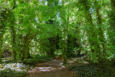 Yaz boyunca sık yaprak döken ormanda toprak yol. Ağaçlar, düşen sarı yapraklar ve zemini kaplayan yoğun çalılıklar..