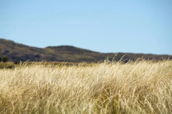 Pradera Larga Pastos Amarillos Para Ganado Vacuno Verano Meridional Con — Foto de Stock