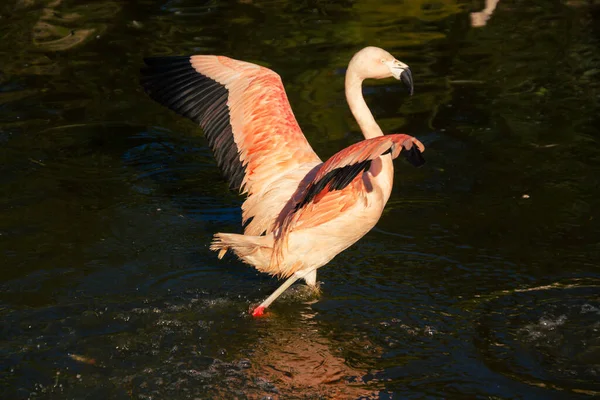 Flaming Chilijski Fenicopterus Chilensis Flaming Chilijski Stojący Wczesnym Porannym Słońcu — Zdjęcie stockowe