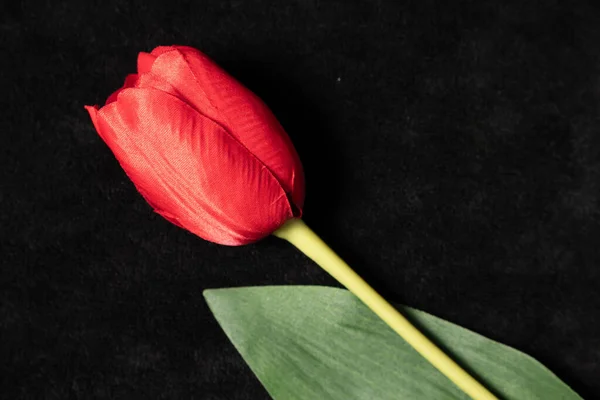Single Red Tulip Black Background Artificial Plant — Stock Photo, Image
