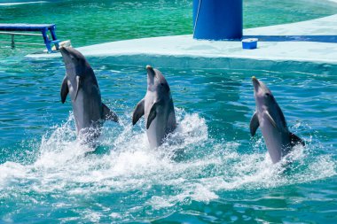 Akvaryumdaki şişe burunlu yunuslar havuzda geriye doğru yürüyorlar. Entretenimiento Kanepesi.