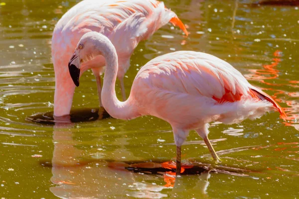 Chilijskie Flamingi Fenicopterus Chilensis Stawie Dla Tych Ptaków Własności Lub — Zdjęcie stockowe