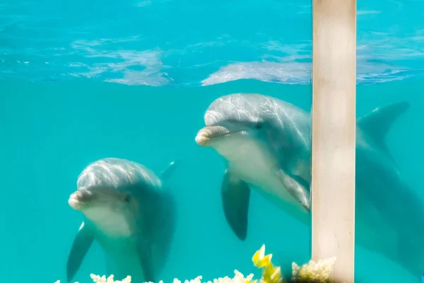 Due Delfini Tursiopi Uno Stagno Dell Acquario Visto Attraverso Vetro — Foto Stock