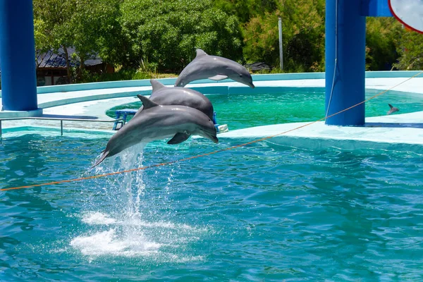 水の上に数メートルのロープをジャンプすることにより 水族館でのボトルネックイルカ 起業家精神を — ストック写真