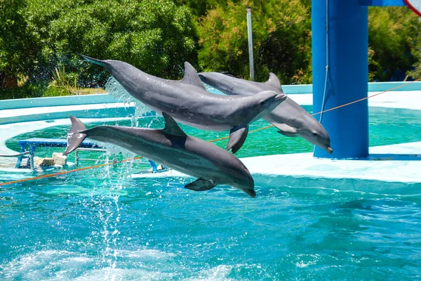 Bottlenose Delfíni Akváriu Tím Přeskočí Lano Několik Metrů Nad Vodou — Stock fotografie