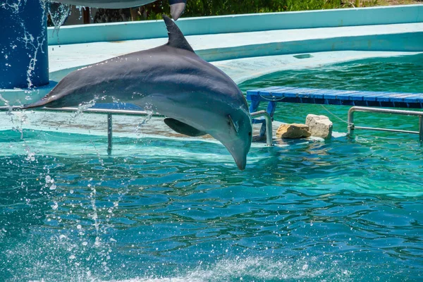 Delfini Tursiopi Acquario Saltando Una Corda Diversi Metri Sopra Acqua — Foto Stock