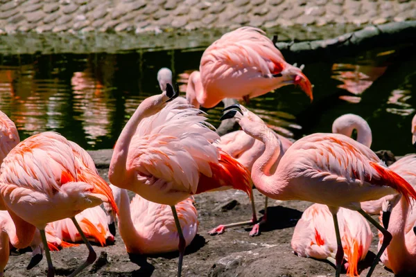 Grupo Flamingos Chilenos Phoenicopterus Chilensis Uma Lagoa Para Estas Aves — Fotografia de Stock